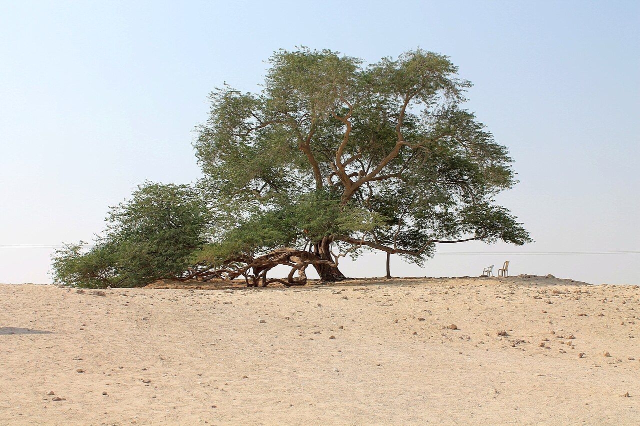 شجرة الحياة في صحراء البحرين